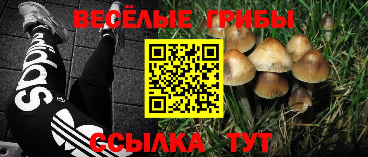 Энгельс  Псилоцибиновые грибы ЛСД  Псилоцибиновые грибы Psilocybe  Вход с VPN 